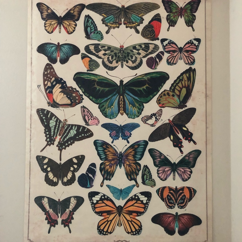 Butterfly 🦋 wall decor canvas